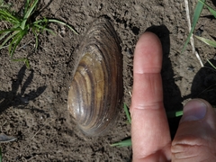 Unio pictorum
