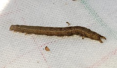 Catocala muliercula
