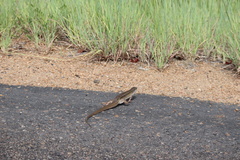 Gerrhosaurus nigrolineatus