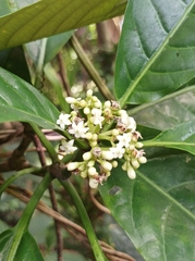 Eumachia
