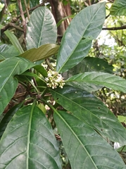Eumachia