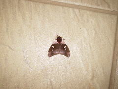 Dirphiopsis trisignata