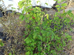 Grewia avellana
