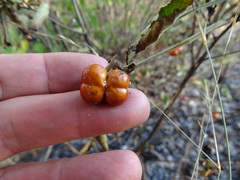 Grewia avellana