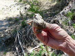 Anaxyrus microscaphus