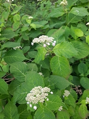 Hydrangea serrata
