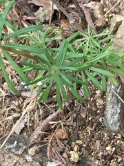 Galium melanantherum