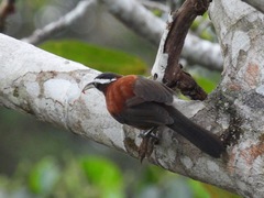 Pomatorhinus bornensis