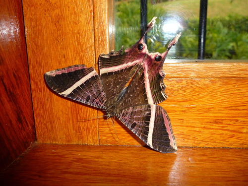 Nothus lunus