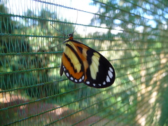 Hypothyris ninonia daeta