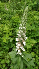 Digitalis lanata