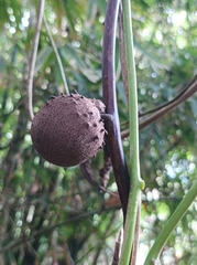 Dioscorea pentaphylla