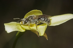 Diuris behrii