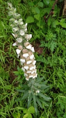 Digitalis lanata