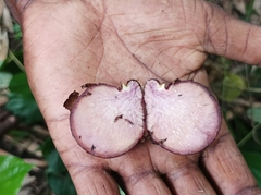 Dioscorea pentaphylla