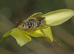 Diuris behrii