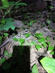 Boiga siamensis