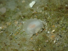Conualevia alba