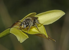 Diuris behrii