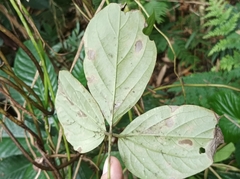 Dioscorea pentaphylla