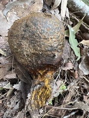 Pisolithus marmoratus