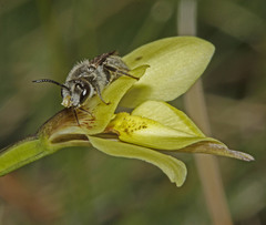 Diuris behrii