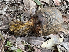 Pisolithus marmoratus