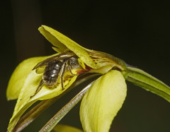 Diuris behrii