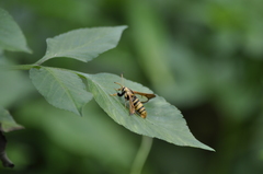 Nokona pilamicola