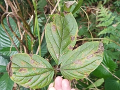 Dioscorea pentaphylla