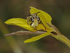Diuris behrii