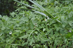 Nokona pilamicola