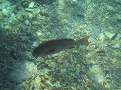 Plectorhinchus unicolor