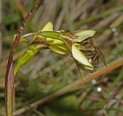 Diuris behrii