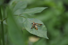 Nokona pilamicola