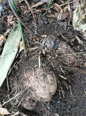 Dioscorea pentaphylla