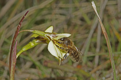 Diuris behrii