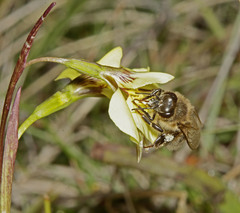 Diuris behrii