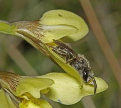 Diuris behrii