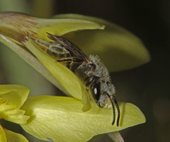 Diuris behrii