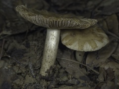 Russula senecis