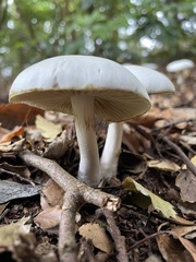 Cortinarius mariae