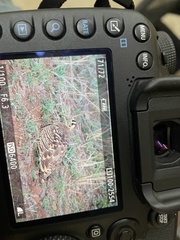 Pterocles lichtensteinii