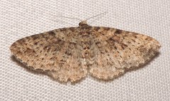 Aponotoreas