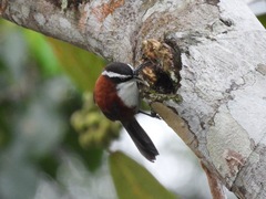 Pomatorhinus bornensis