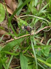 Xylotrechus rufilius