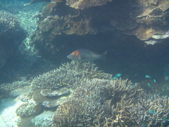 Lethrinus miniatus