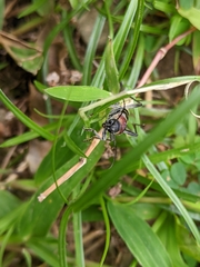 Xylotrechus rufilius