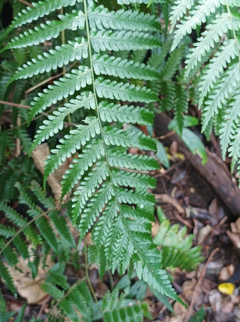 Diplazium harpeodes (Diplazium harpeodes)