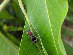 Xylotrechus rufilius